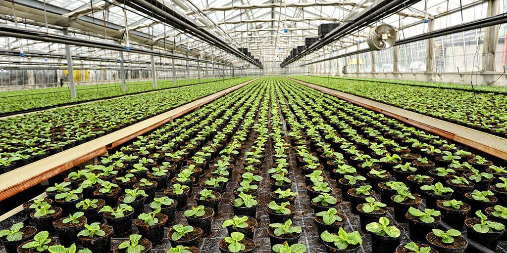 Monitoreo de la conductividad eléctrica del agua de riego en un invernadero